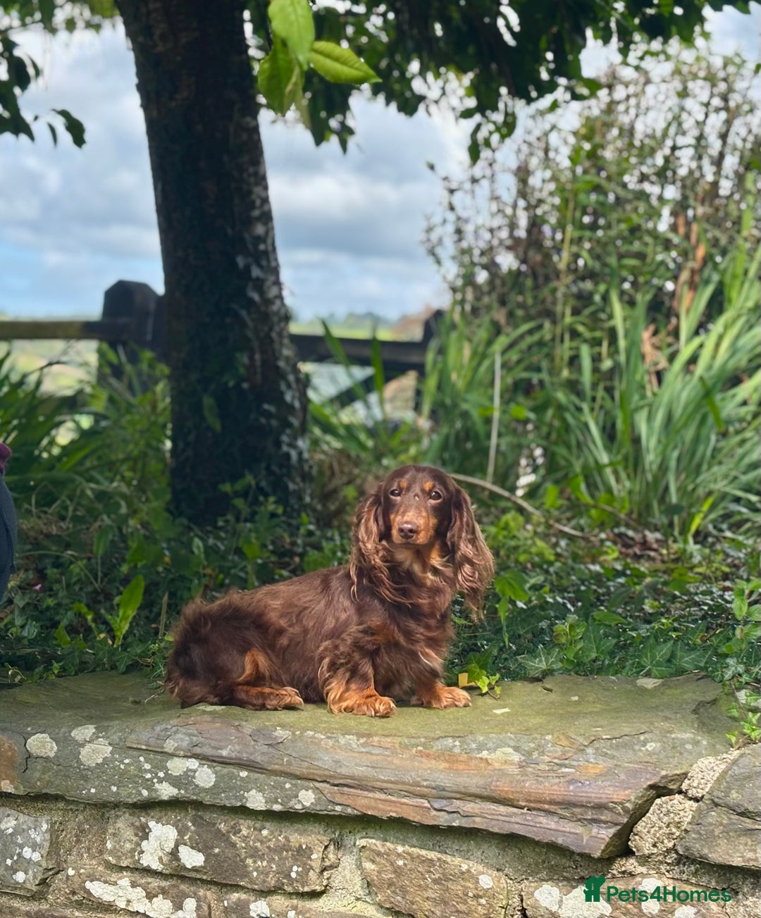 Miniature Dachshund dogs for sale: Long Haired Miniature Dachshunds - READY NOW! - Image 19