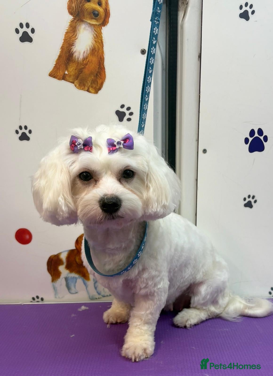 Bichon Frise dogs We have 2 gorgeous puppies. 2 girl -available.  - Advert 5
