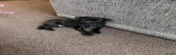 Pug dogs for stud: Frankie the black pug  in Barnsley - Advert 7