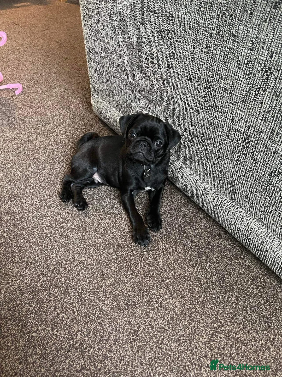 Pug dogs for stud: Frankie the black pug  in Barnsley - Advert 7