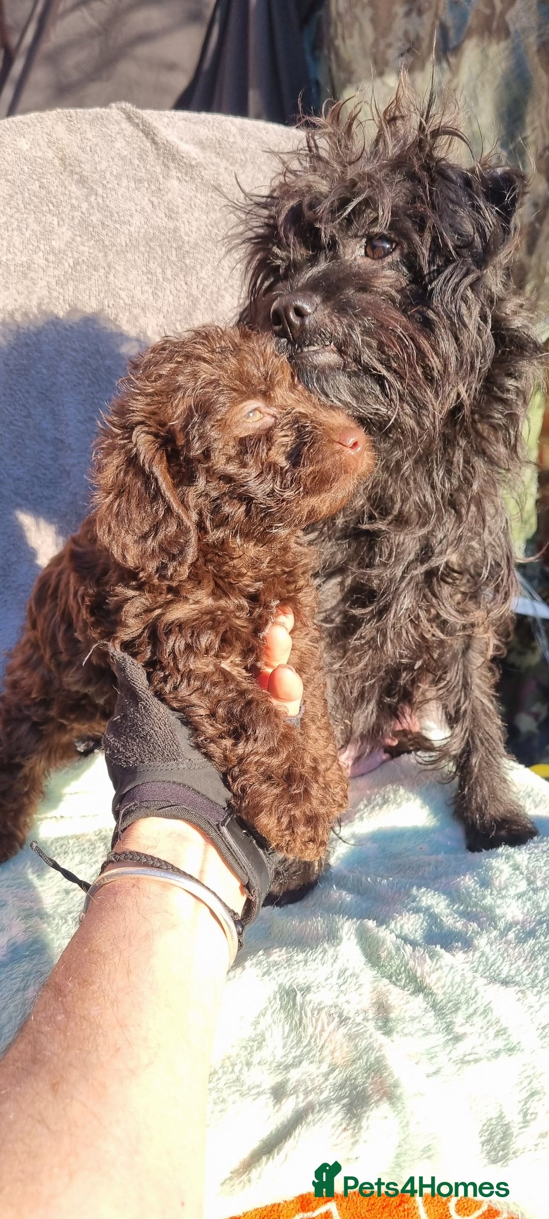 Westiepoo dogs for sale: WESTIEPOOS MAGiCAL X's SUPER SMOOTH SILKY n SOFT - Advert 15