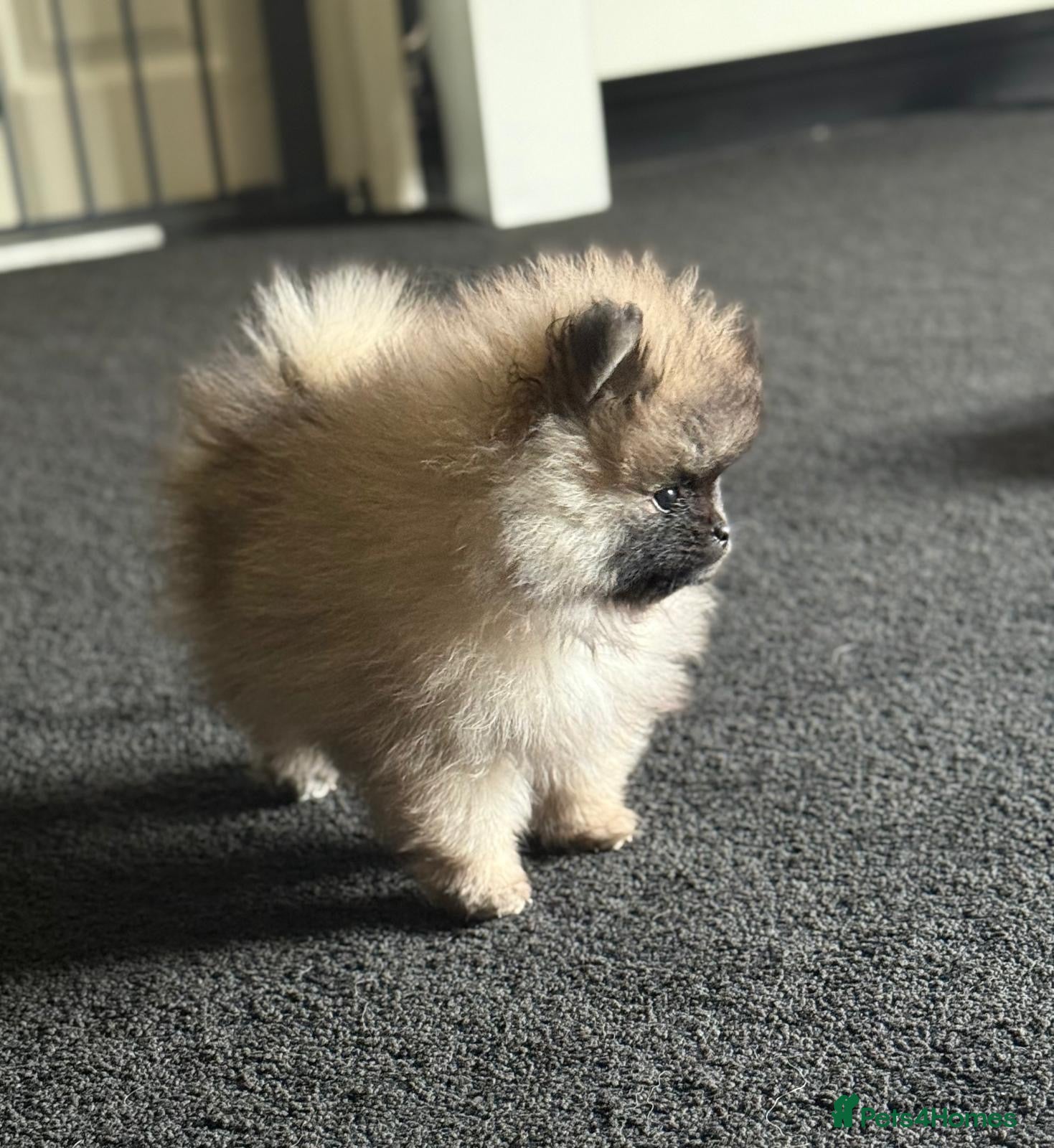 Pomeranian dogs Stunning Male Pomeranians - Advert 11