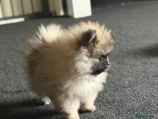 Pomeranian dogs Stunning Male Pomeranians - Advert 17