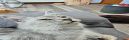 Maine Coon cats for sale: Stunning retired Maine Coon Queen 3yrs old - Advert 3