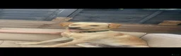 Labrador Retriever dogs for sale: Marley the golden lab  - Advert 6