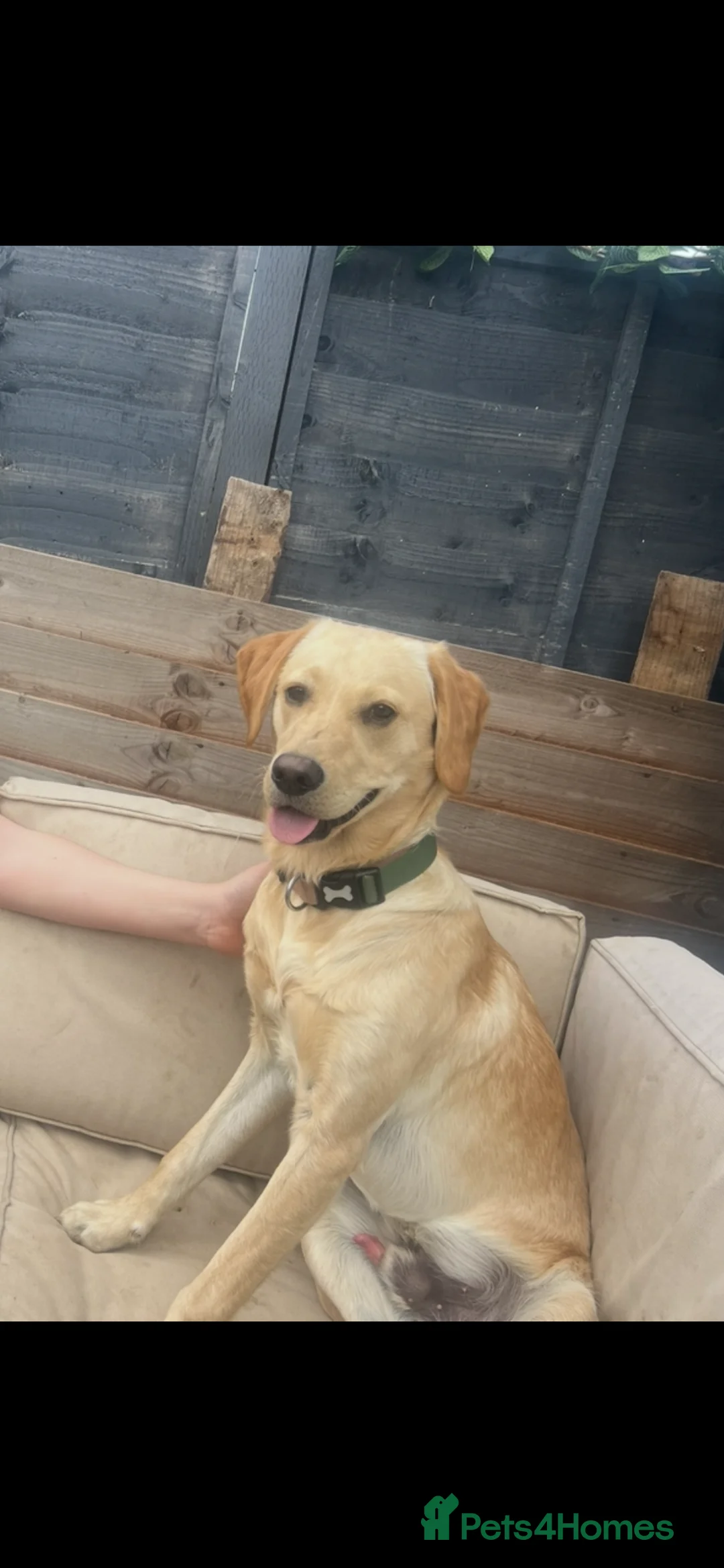 Labrador Retriever dogs for sale: Marley the golden lab  - Advert 6