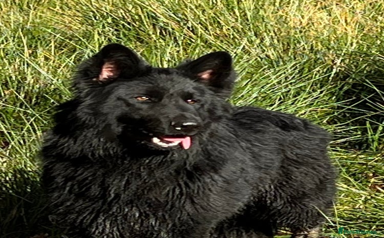 German Shepherd dogs - Advert 1