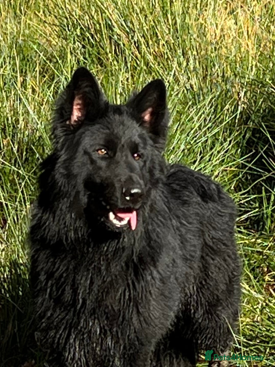 German Shepherd dogs for stud: Old-fashioned type German Shephed Stud Boy  - Image 1