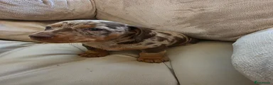 Miniature Dachshund Puppy 1