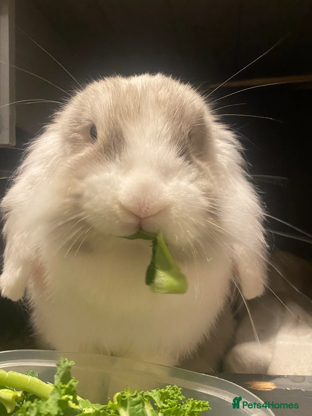 Mini Lion Lop rabbits for sale: piglet the 3 year old mini  lion head lop  in Paisley - Advert 1