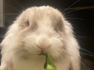 Mini Lion Lop rabbits piglet the 3 year old mini lion head lop - Advert 1