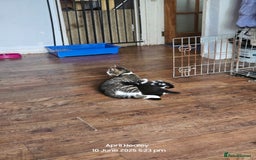 Domestic Shorthair cats for sale: Male kitten  - Image 6