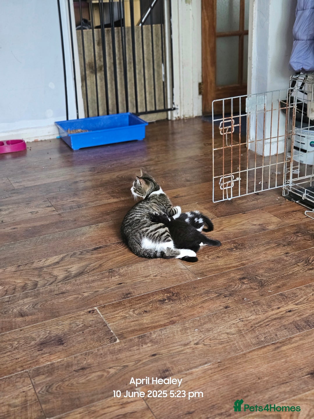 Domestic Shorthair cats for sale: Male kitten  - Image 6