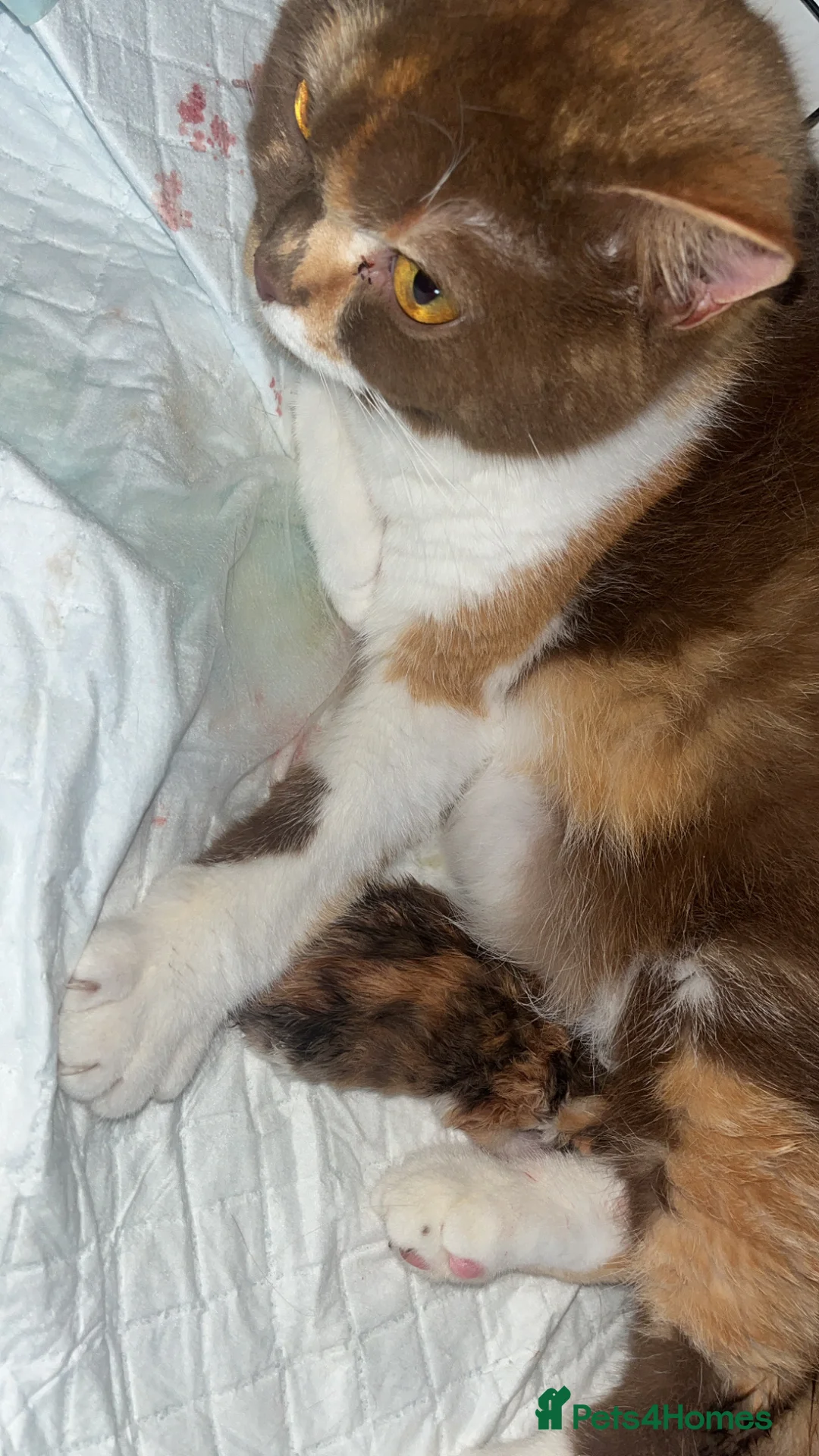 British Shorthair cats for sale: 🏆Gccf Cinnamon tortie Fawn Red bi colour 🏆 - Advert 2