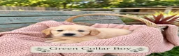 Golden Retriever dogs for sale: Beautiful KC Puppies No Endorsements  - Advert 4