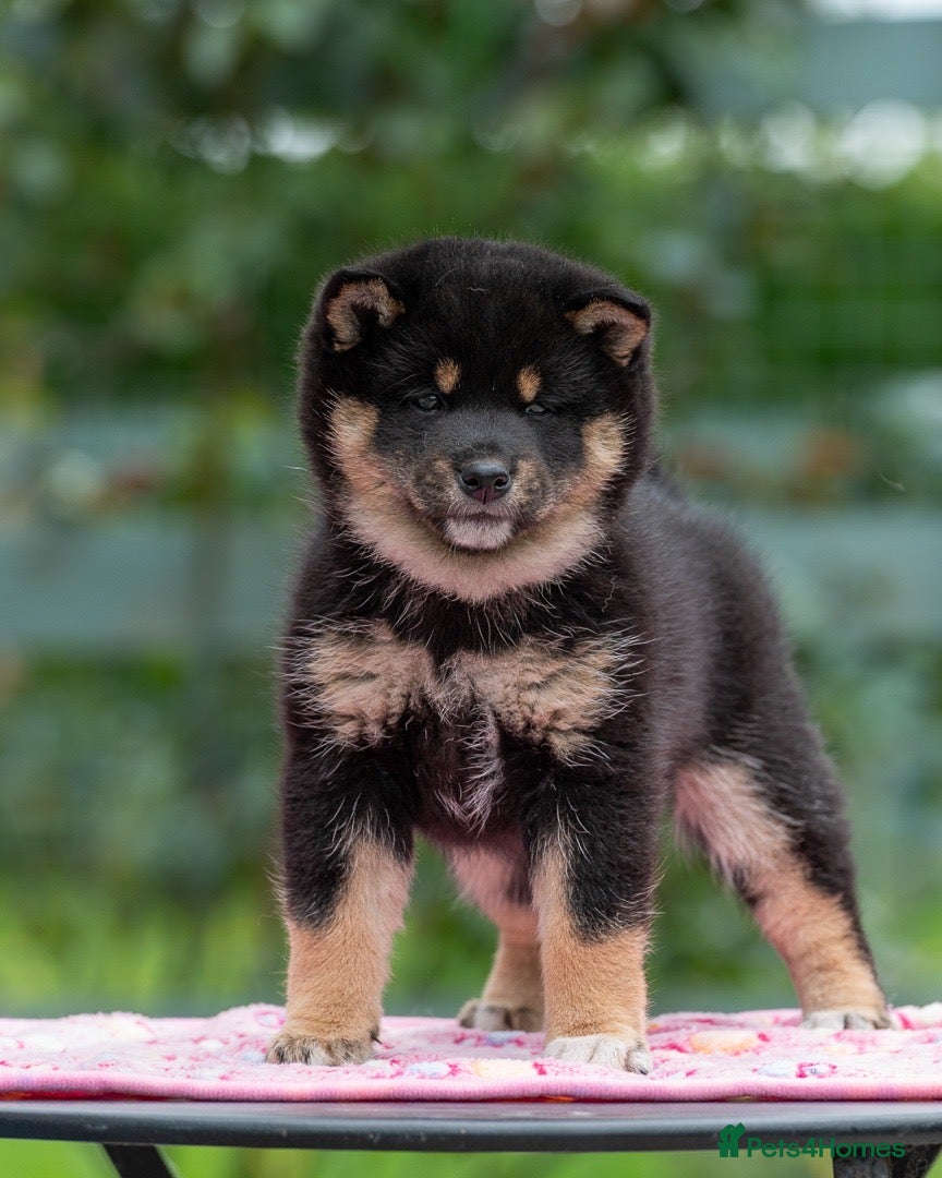 Japanese Shiba Inu dogs Elite Japanese Shiba Inu puppies, pure excellence - Advert 6