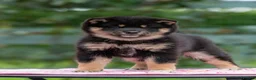 Japanese Shiba Inu dogs for sale: Elite Japanese Shiba Inu puppies, pure excellence - Advert 1
