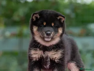 Japanese Shiba Inu dogs Elite Japanese Shiba Inu puppies, pure excellence - Advert 1