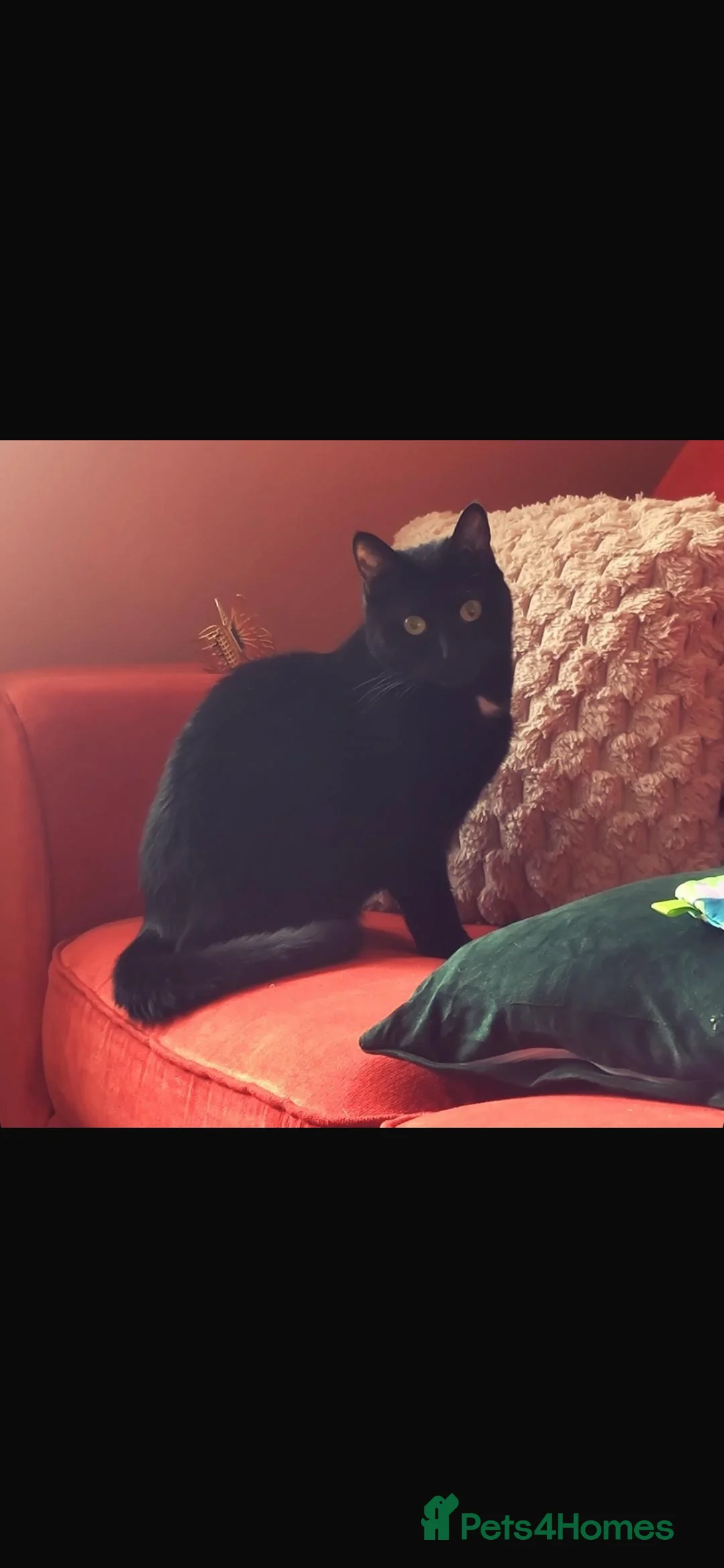 Mixed Breed cats for sale: Luna✨ (selling on behalf of someone) - Advert 2