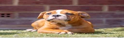 American Bully dogs for sale: American pockets - Advert 5
