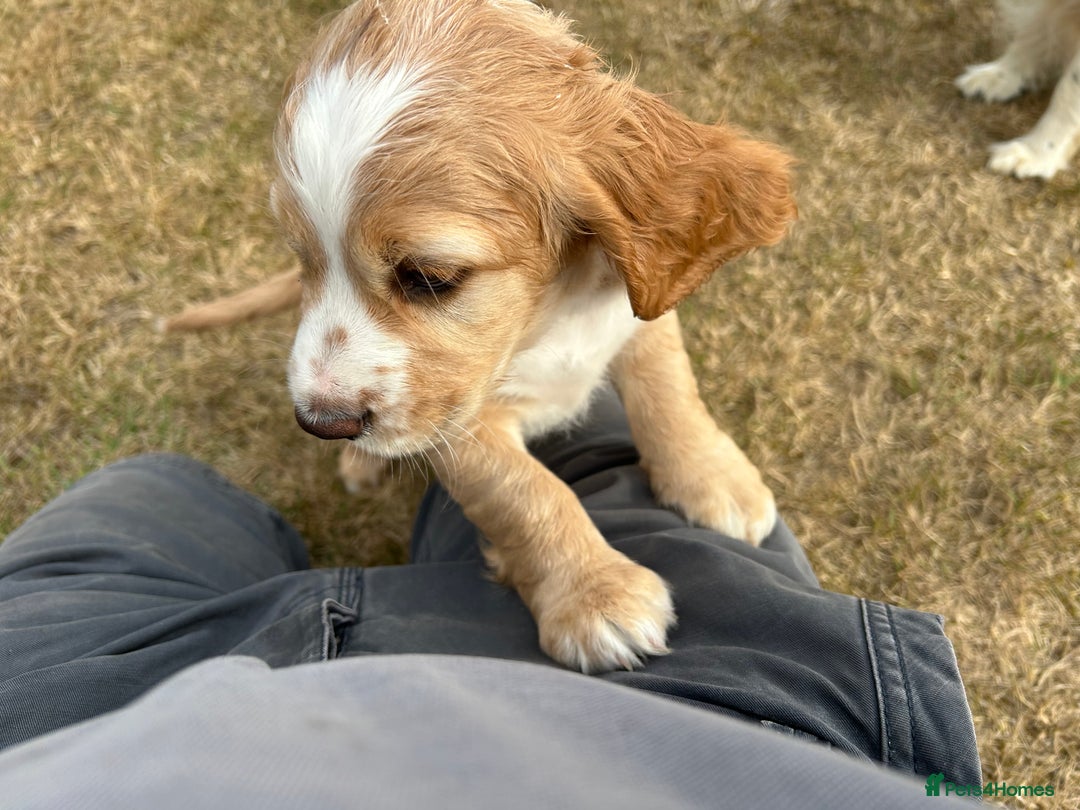 Cocker Spaniel dogs for sale: Working Cocker ( + bit of show and clumber) - Image 10