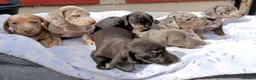 Dachshund dogs for sale: FULLY VAX READY NOW QUAILTY MINI KC Reg PRA CLEAR  - Advert 10