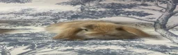 Mini Lop rabbits for sale: Stunning litter of mini lop bunnies  in Loughborough - Advert 3