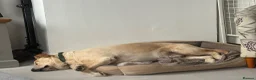 Goldador dogs for sale: Golden Labrador  - Advert 6