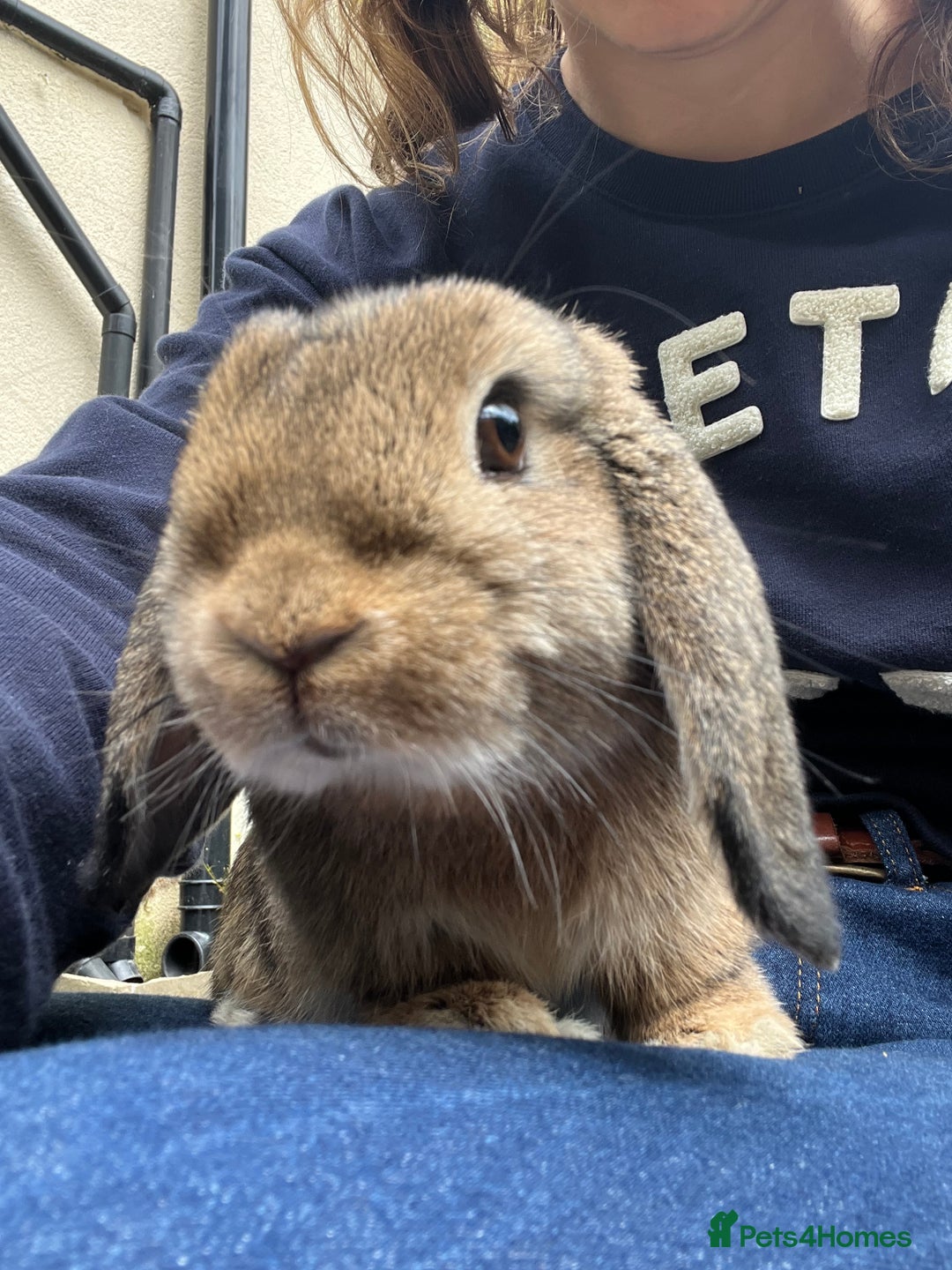 Mini Lop rabbits for sale: Two female mini lop rabbits  - Advert 3