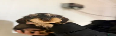 Dachshund 1