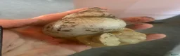 Snails invertebrates for sale: Jade albino giant African land snails  - Advert 2