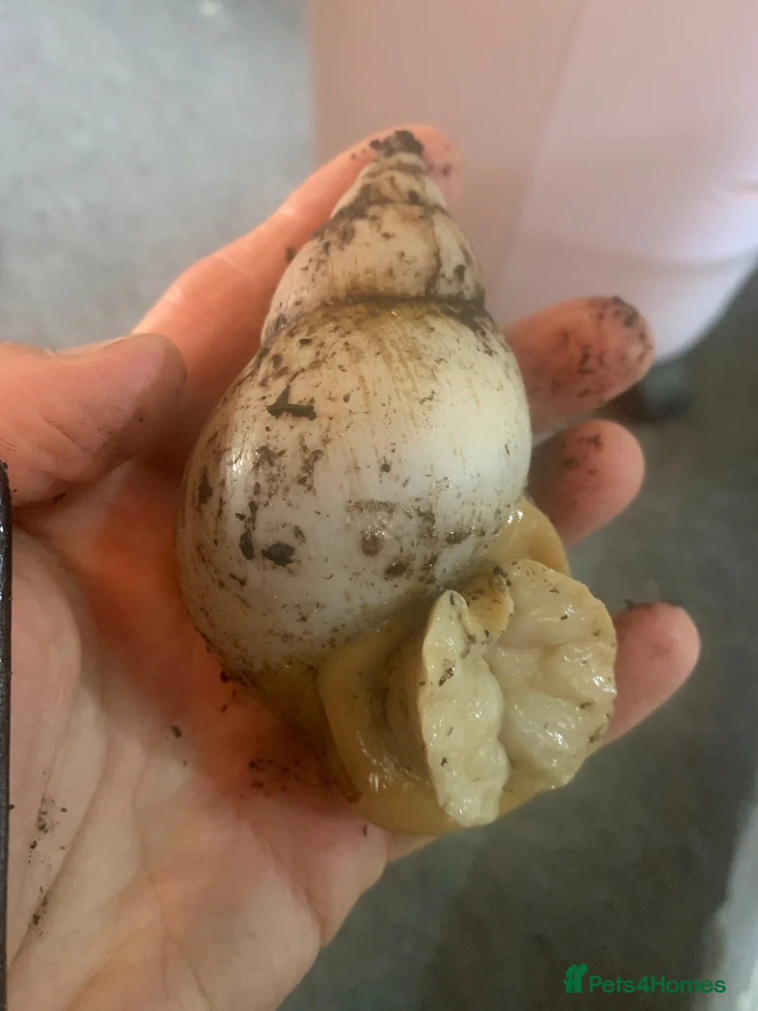 Snails invertebrates for sale: Jade albino giant African land snails  - Advert 2