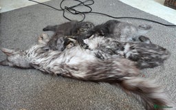Maine Coon cats for sale: Maine coon  - Image 4
