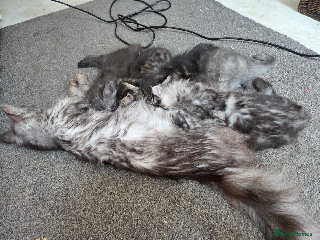 Maine Coon cats for sale: Maine coon  - Image 4