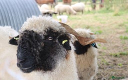 Sheep livestock for sale: Pedigree Registed Valais Ewes - Image 2