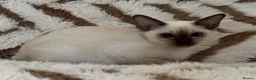 Tonkinese cats for sale: Exceptional pedigree Tonkinese - Advert 8