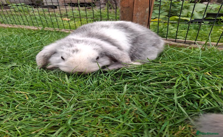 Mini Lop rabbits - Advert 10