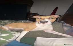 American Bull Staffy dogs for sale: Picasso - American staffy - Image 1
