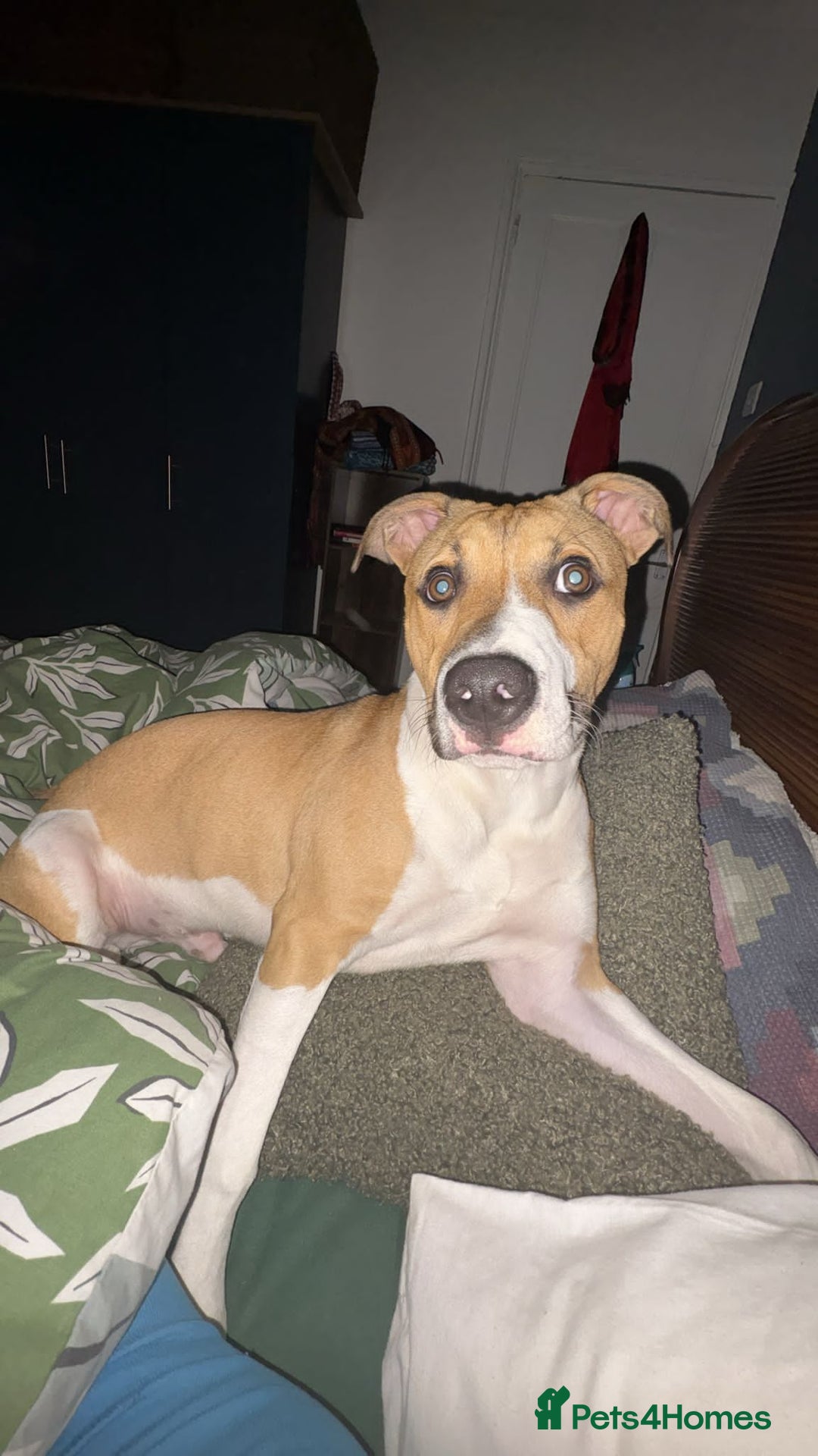 American Bull Staffy dogs for sale: Picasso - American staffy - Image 1
