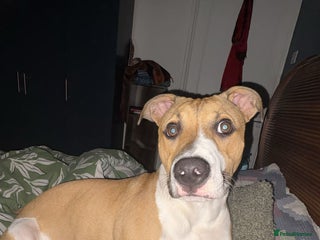 American Bull Staffy dogs - Advert 8