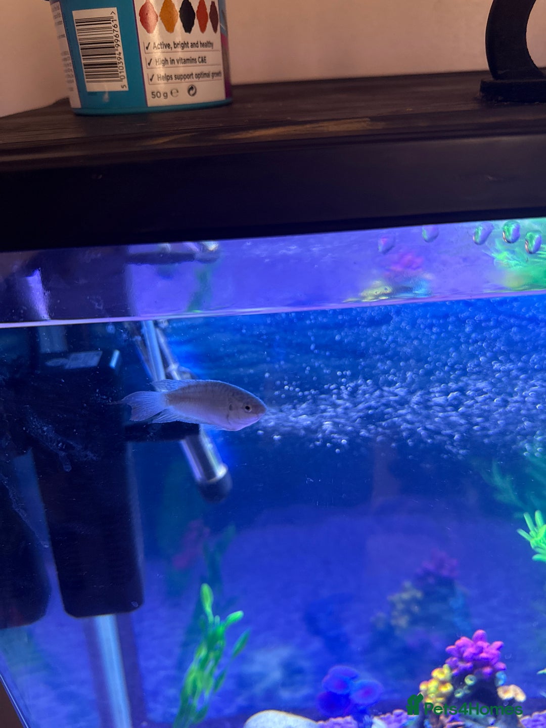 Gouramis fish for sale: Paradise fish x2 - Image 2