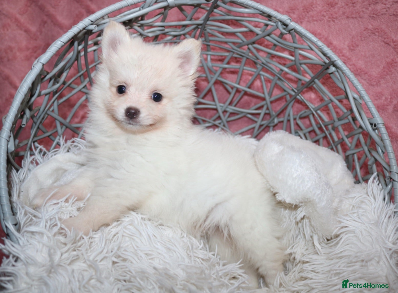 Pomsky dogs Pomsky Puppies - Advert 4
