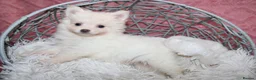 Pomsky dogs for sale: Pomsky Puppies - Advert 12