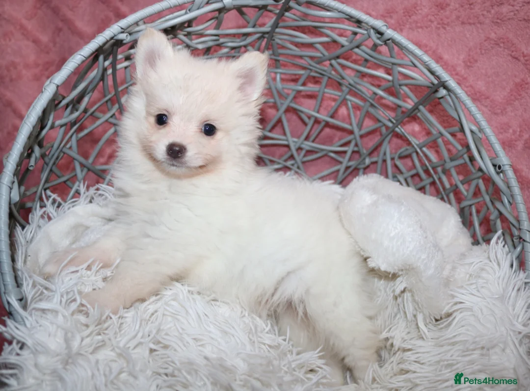 Pomsky dogs for sale: Pomsky Puppy (pending) - Advert 1