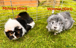 Guinea Pig rodents for sale: Friendly Guinea Pigs for Rehoming - Image 2