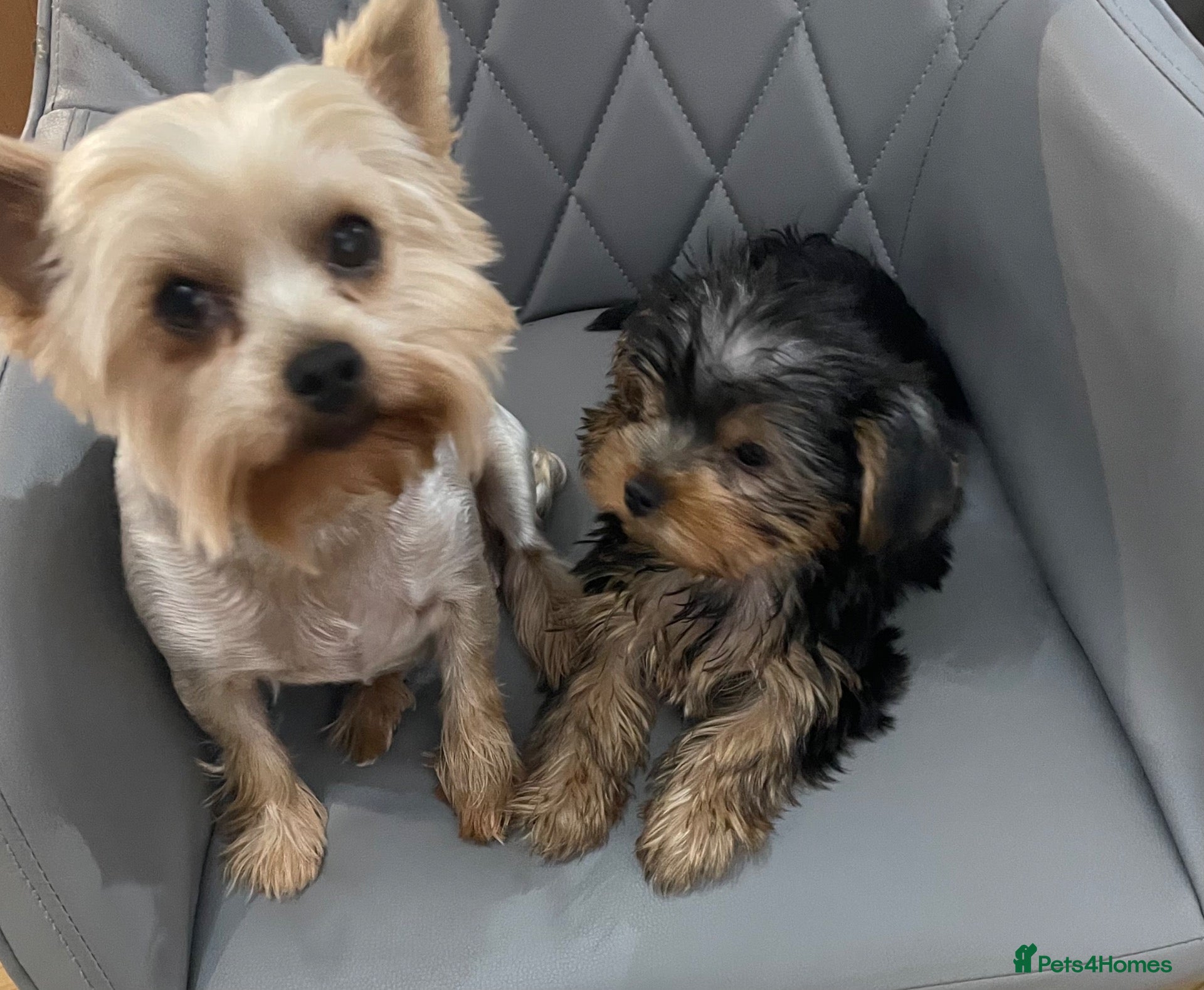 Yorkshire Terrier dogs 1 Beautiful Miniature Yorkshire Terrier girl  - Advert 14