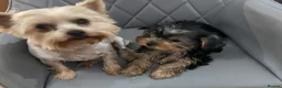 Yorkshire Terrier dogs for sale: 1 Beautiful Miniature Yorkshire Terrier girl  - Advert 1