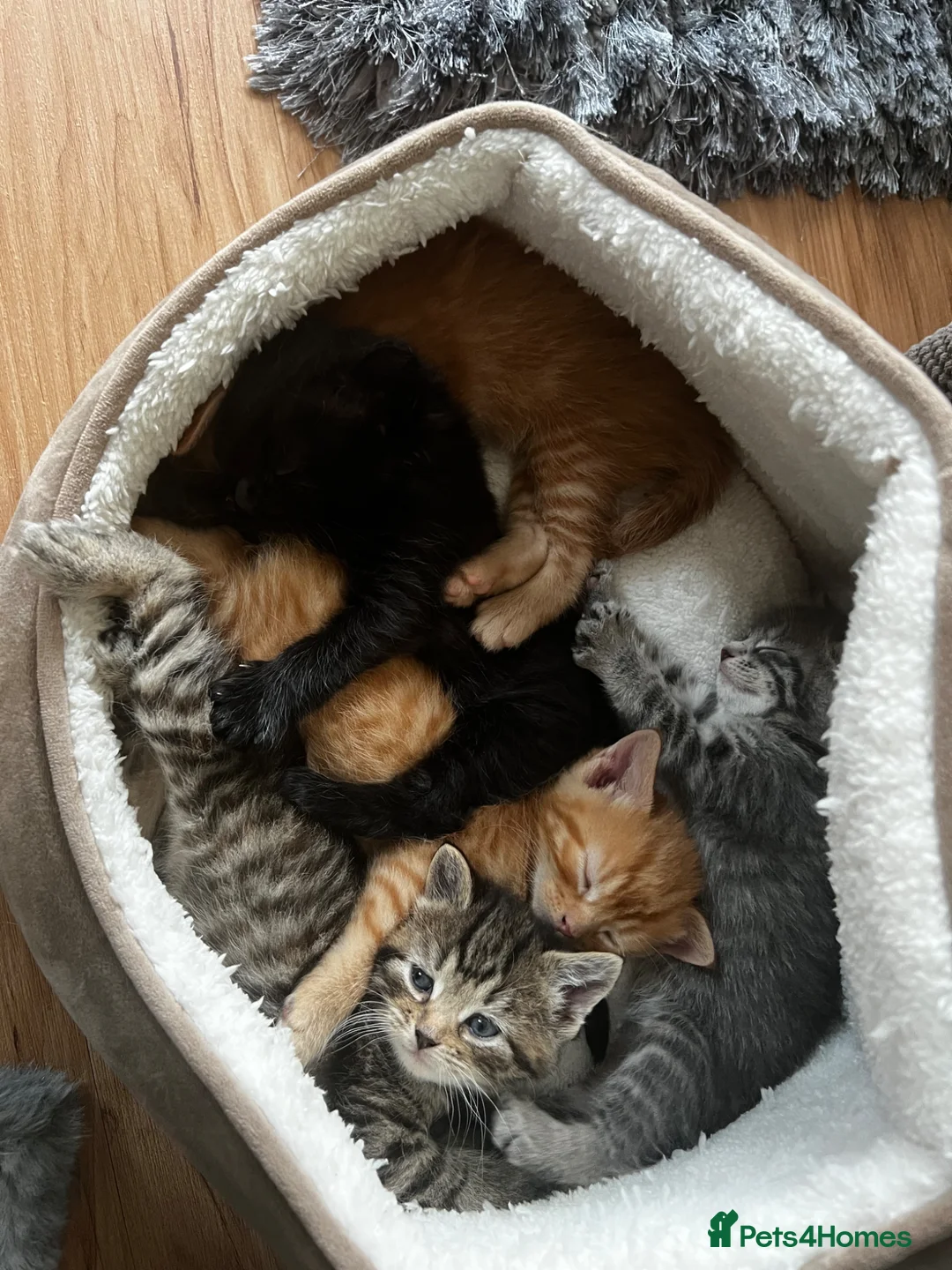Mixed Breed cats for sale: 5 Gorgeous Bengal x Norwegian Forest x Bombay cats - Advert 1
