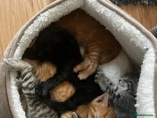 Mixed Breed cats 5 Gorgeous Bengal x Norwegian Forest x Bombay cats - Advert 7