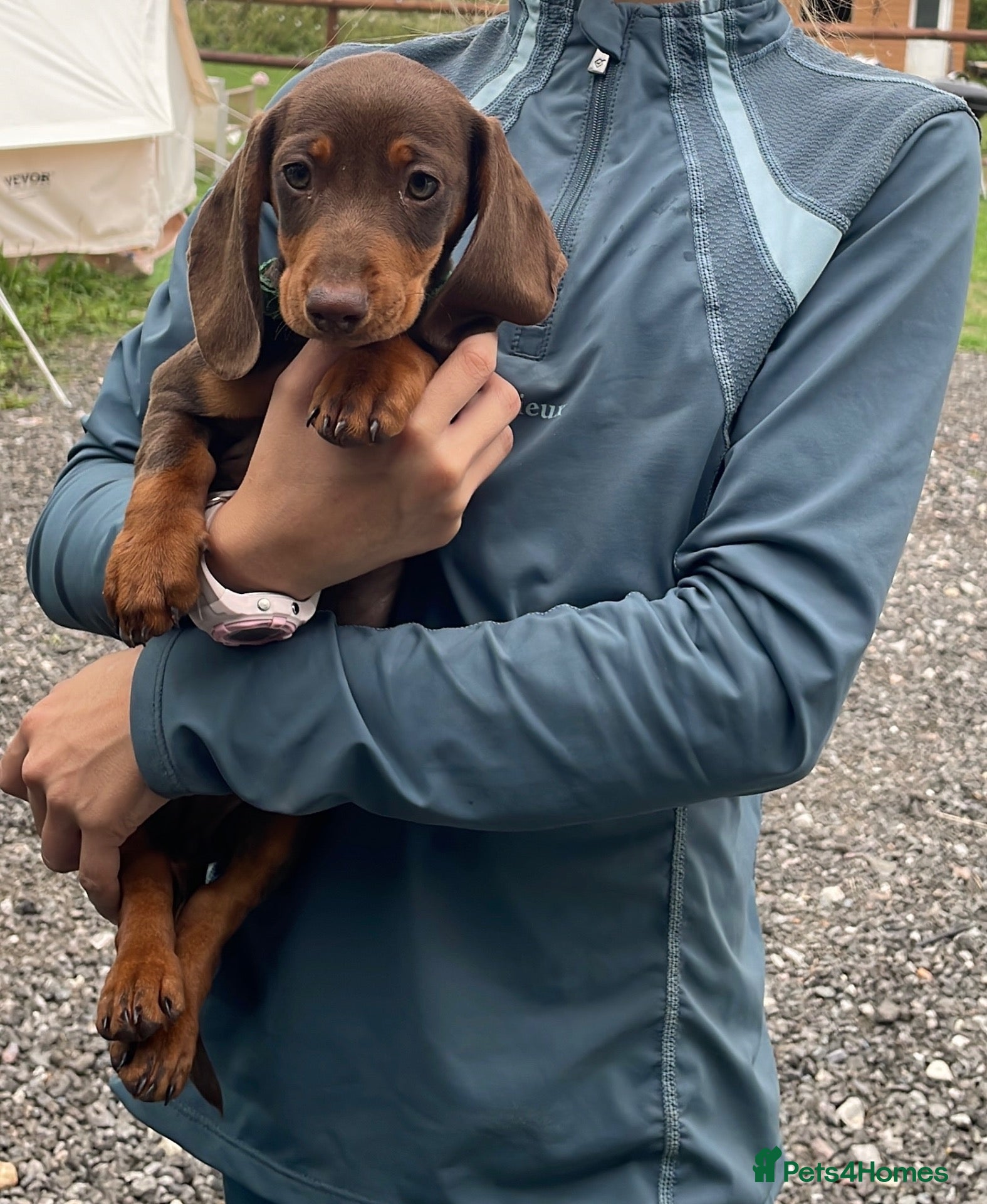 Miniature Dachshund dogs Miniature Dachshund Pups ready to leave 🐶  - Advert 8